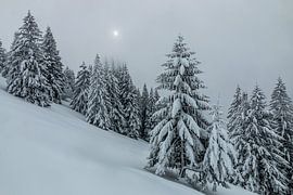 Winterlicht in der Chartreuse von jean-michel deborde