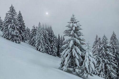 Winterlicht in Chartreuse