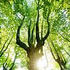 L'arbre sur Franziska Jungen