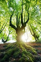 De boom