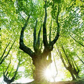 Der Baum von Franziska Jungen