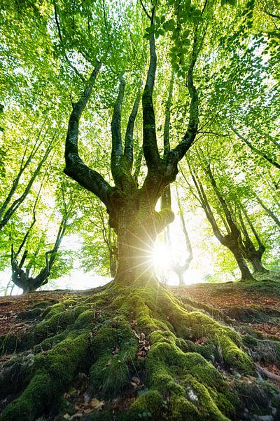 Der Baum von Franziska Jungen