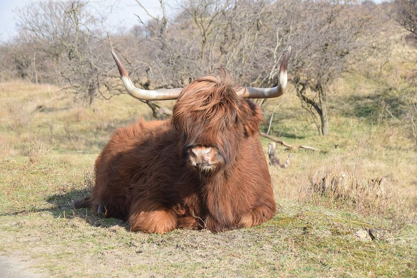 Scottish Highlander by Niendem