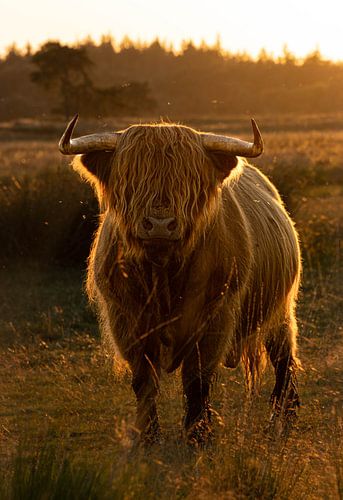 Scottish highlander