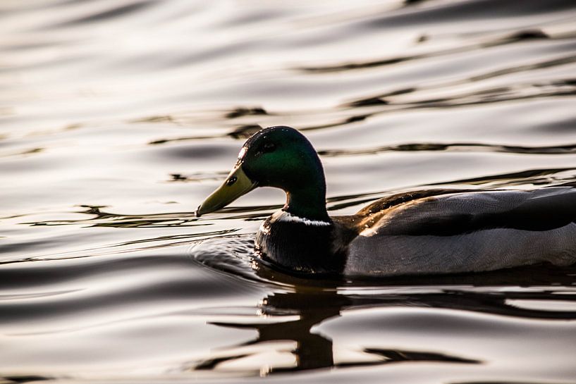 Duck by Robert Snoek
