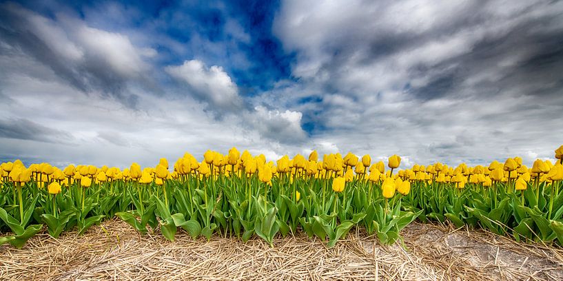 Yellow Tulips 2020 A by Alex Hiemstra