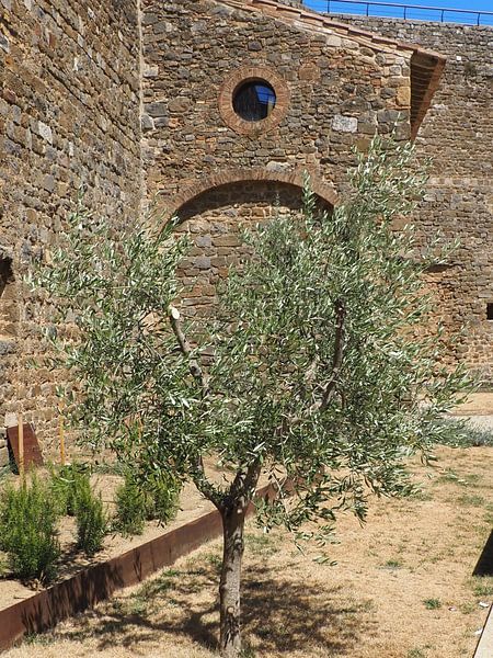 Olive tree in courtyard by Annie Lausberg-Pater
