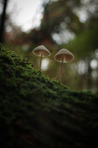 Mushrooms