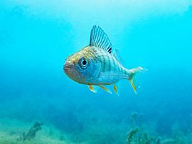Flussbarsch im Flachwasser von Martin Opladen