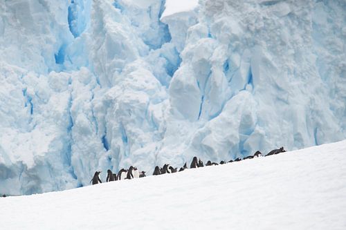 Au bord du glacier – Les manchots papous en Antarctique