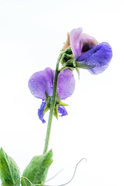Liatris, bloem met waterdruppels. van Cor Pot