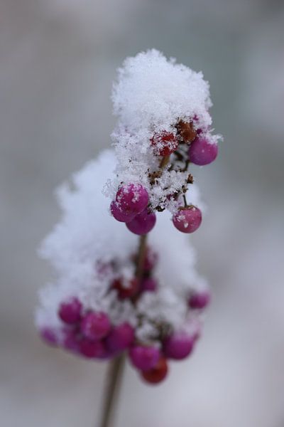 Soft snow.2 by Daniëlle Eibrink Jansen