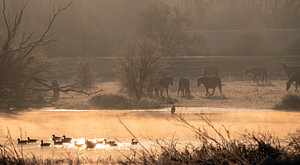 Meinerswijk Teil 80