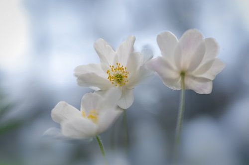 Wood anemones in blue light.