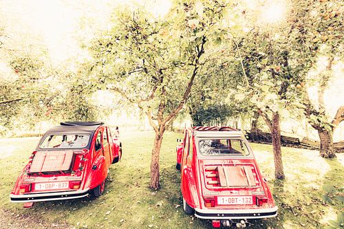 Twee Citroën 2CV  rusten uit in een appel boomgaard op een mooie zomerdag in België