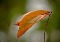 Herfstblad  in bokeh cirkel