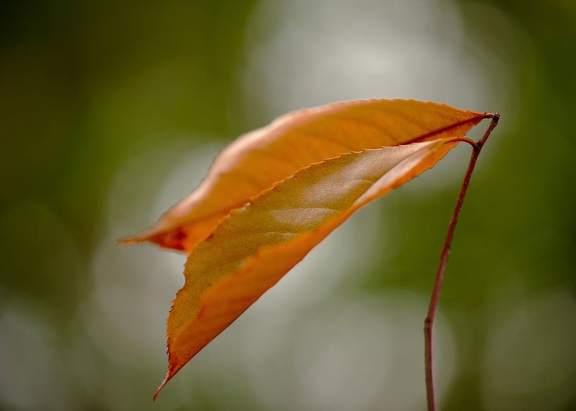 Herfstblad  in bokeh cirkel van Incanto Images