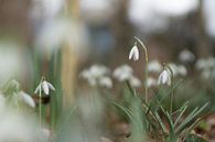 Galanthus von André Scherpenberg Miniaturansicht