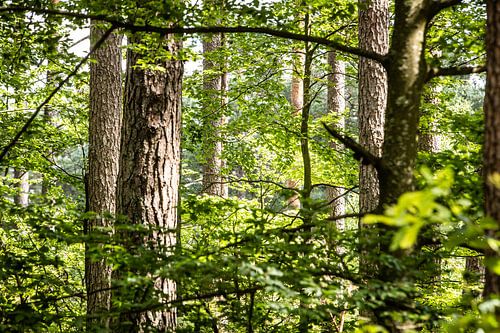 par la vue entre les arbres, on peut voir la forêt
