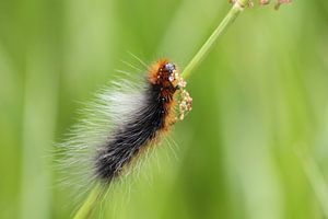 De rups van de Grote Beer vlinder sur Frouwkje Fotografie