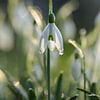 Schneeglöckchen in der Morgensonne von Eefje John