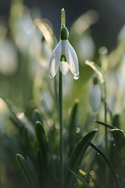 Schneeglöckchen in der Morgensonne von Eefje John