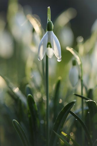 Snowdrop in the morning sun by Eefje John