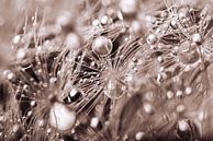 Droplets carried by fluff of a dandelion by Marjolijn van den Berg thumbnail