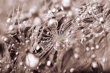 Droplets carried by fluff of a dandelion