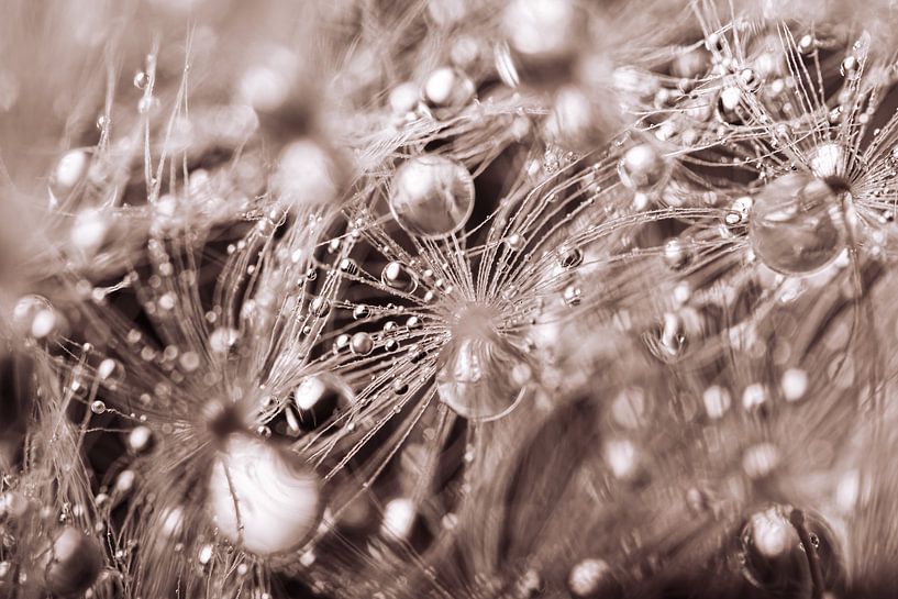 Droplets carried by fluff of a dandelion by Marjolijn van den Berg
