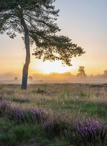 Leersumse veld part 18