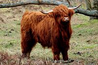 Schotse Hooglander koe staand gefotografeerd op het Nederlandse waddeneiland Vlieland