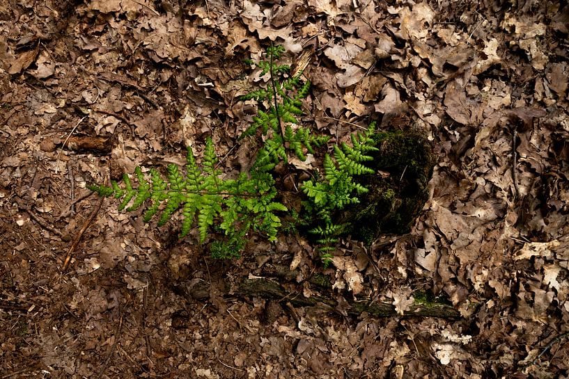 Green ferns and brown leaves mark the season of autumn. by Zuidfotograaf