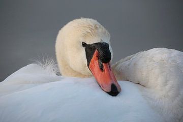 Mute swan by Frank Smedts