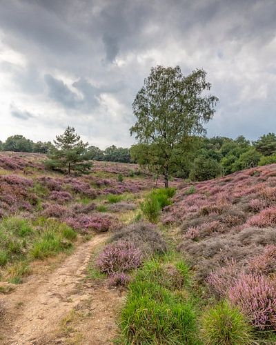 Mookerheide