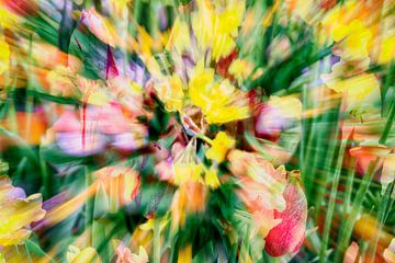 Tulip explosion by Jeannet Zwols  Fotografie
