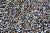Mussel shells