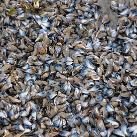 Mussel shells by Ron van der Meer