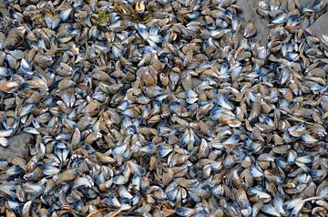 Mussel shells by Ron van der Meer