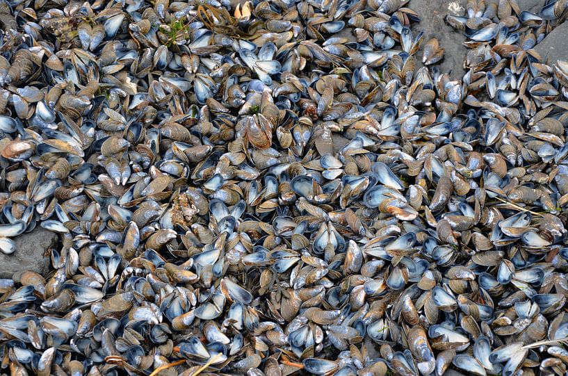Mussel shells by Ron van der Meer