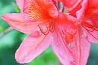 Bloemen roze rood