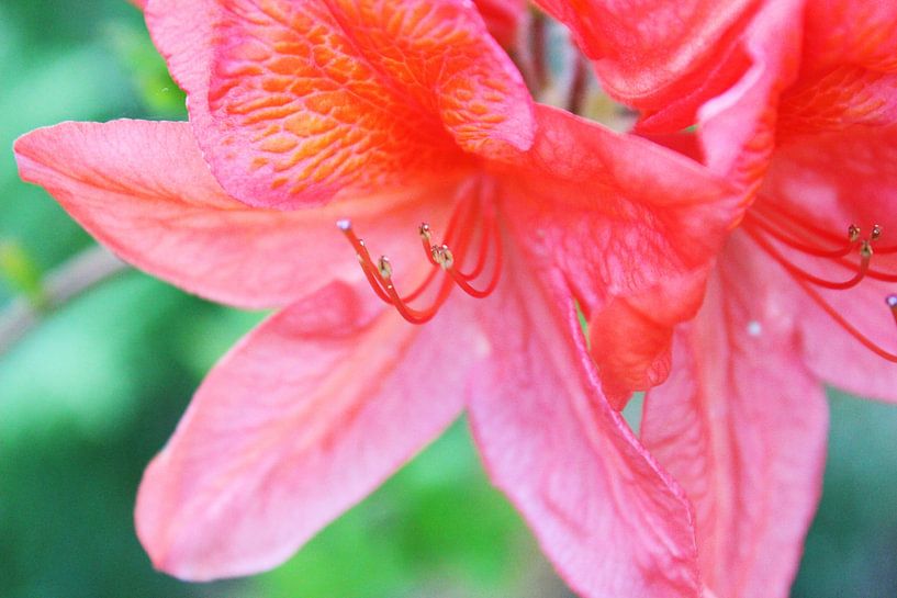 Bloemen roze rood by Gerdy Bovenschen-Langeveld