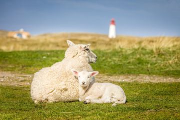 Schapen met vuurtoren op Sylt van Christian Müringer