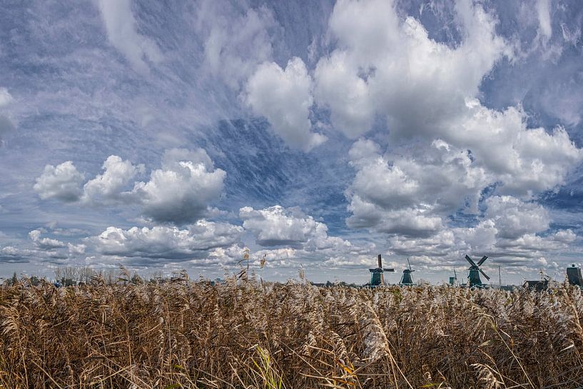 Rietkraag, windmills on the horizon, Zaandam, Zaanstreek, North Holland by Rene van der Meer