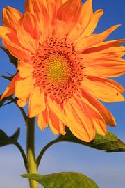 Sommerzeit von Thomas Jäger