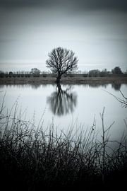 Tree on the Maas by Mark Bolijn