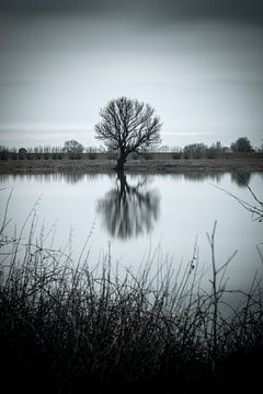 L'arbre sur la Meuse sur Mark Bolijn
