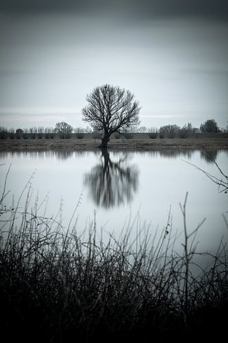 Tree on the Maas