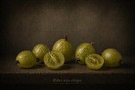 Gooseberry — still life in classical light by Bert Quaedvlieg