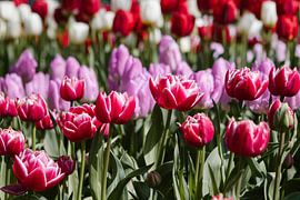 Tulip field by Esther de Cuijper